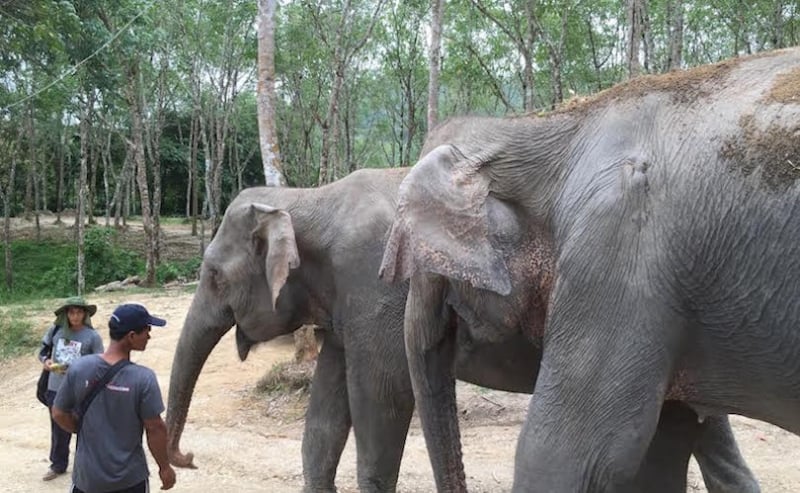 elephants