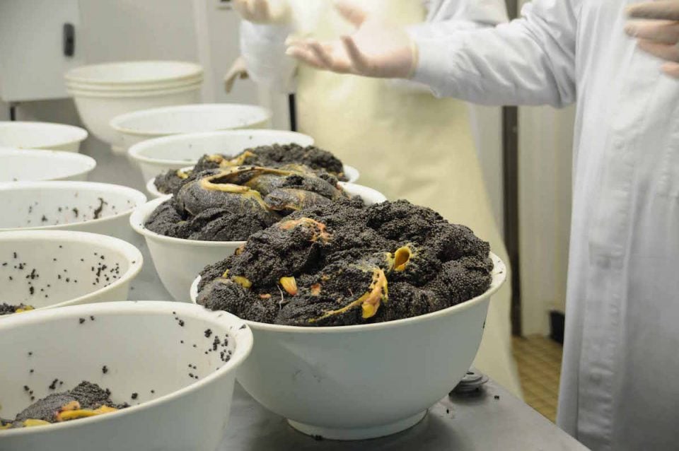 caviar sturia 9