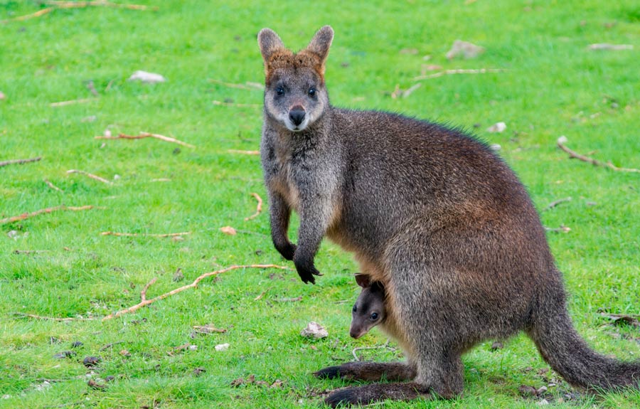 Château du Boisniard - Wallabies