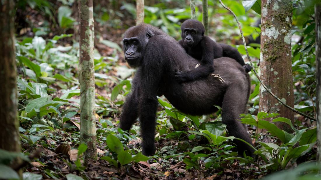 congo odzala discovery camps generic wildlife gorillas