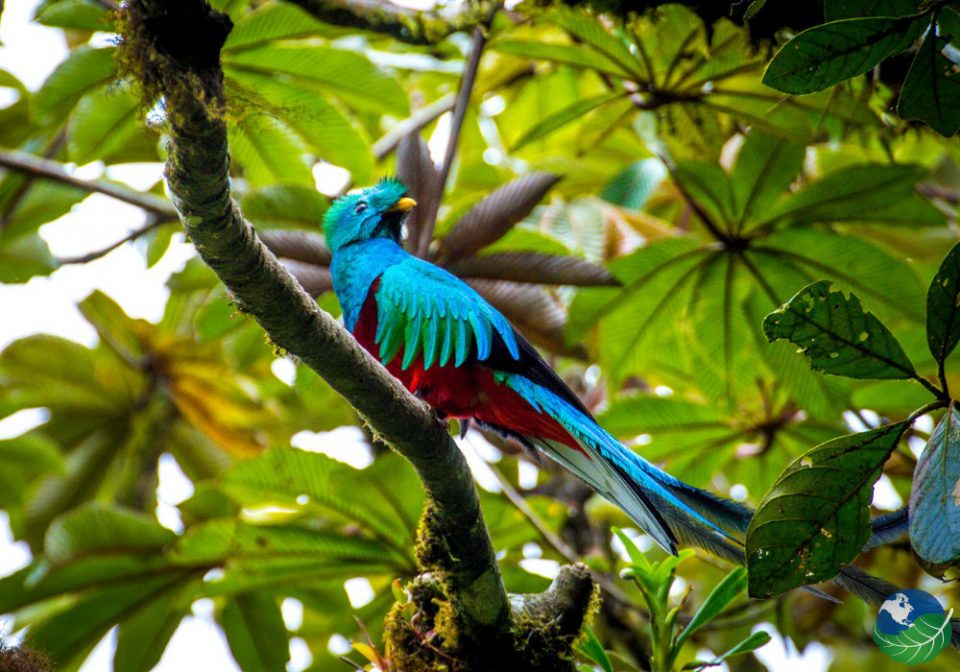 monteverde quetzal