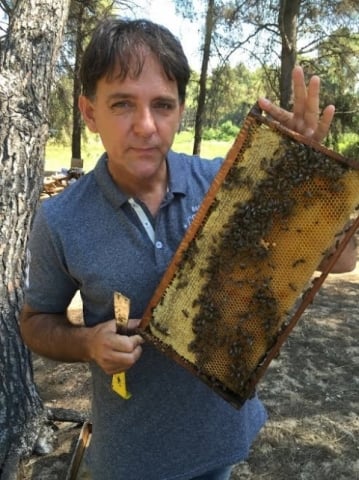 abeilles