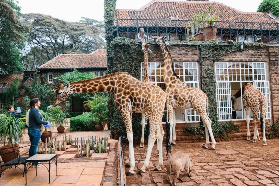 giraffe manor nairobi kenya travel hotel photography 26 1