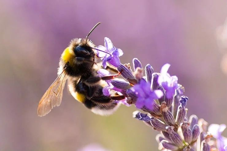 le bourbon peut percuter des objets solides sans briser ses ailes