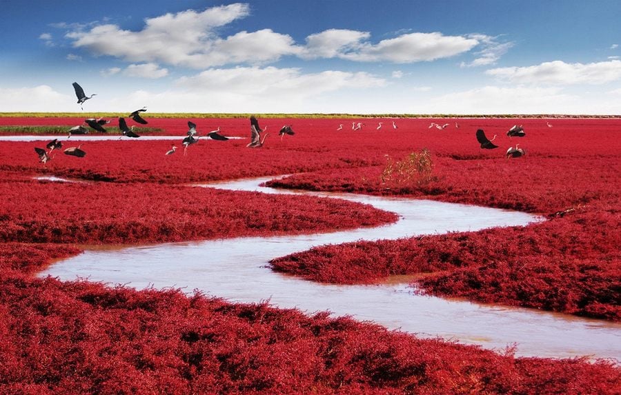 plage rouge panjin grues