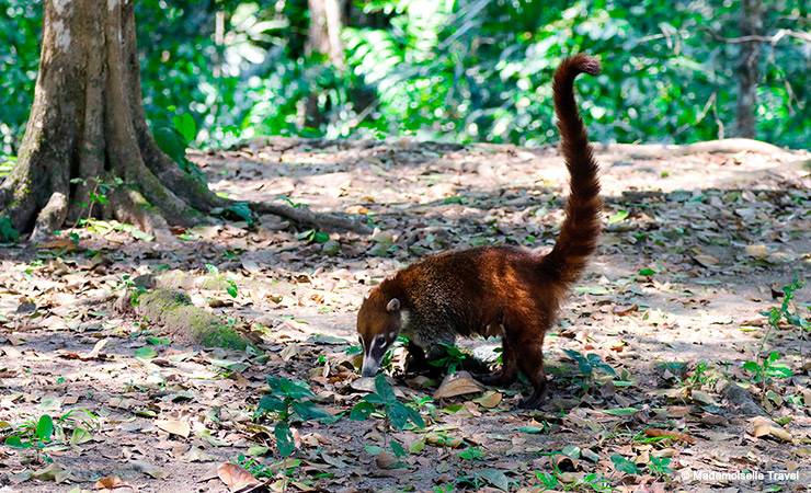 belize animals mademoiselle travel 1