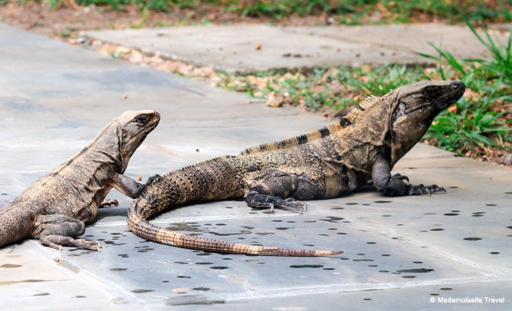 belize iguanes mademoiselle travel