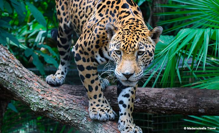 belize jaguar mademoiselle travel