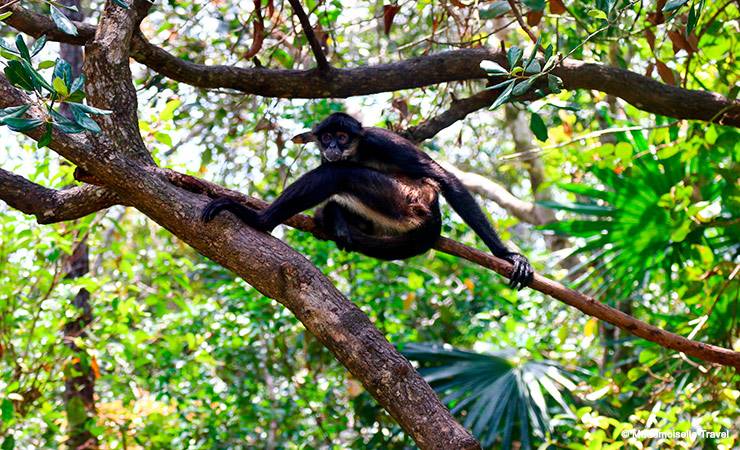 belize lazy monkey mademoiselle travel 1