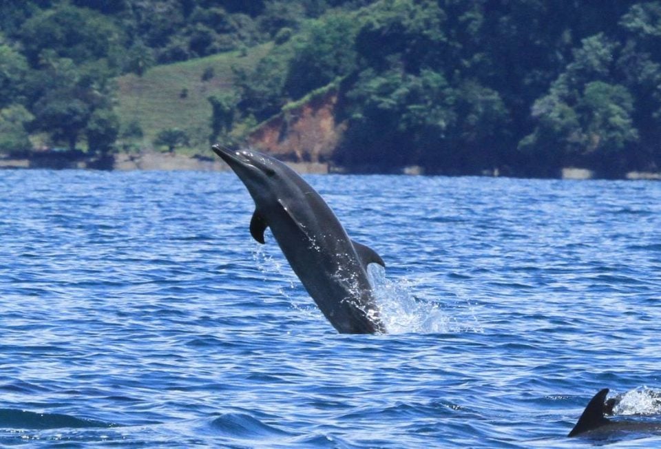 1481570709 522 help save costa ricas marine life on an earthwatch expedition