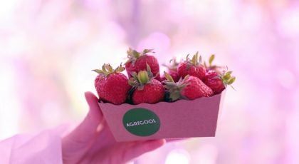 fraises
