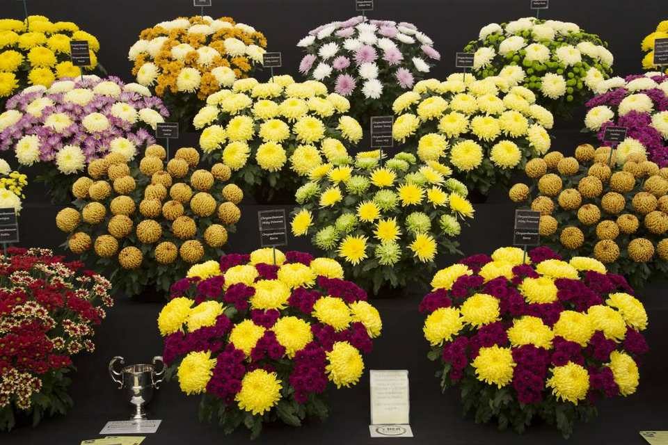chrysant