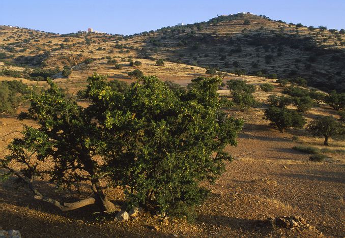 argan 1