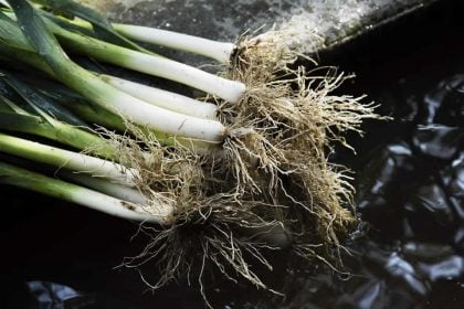 potager4