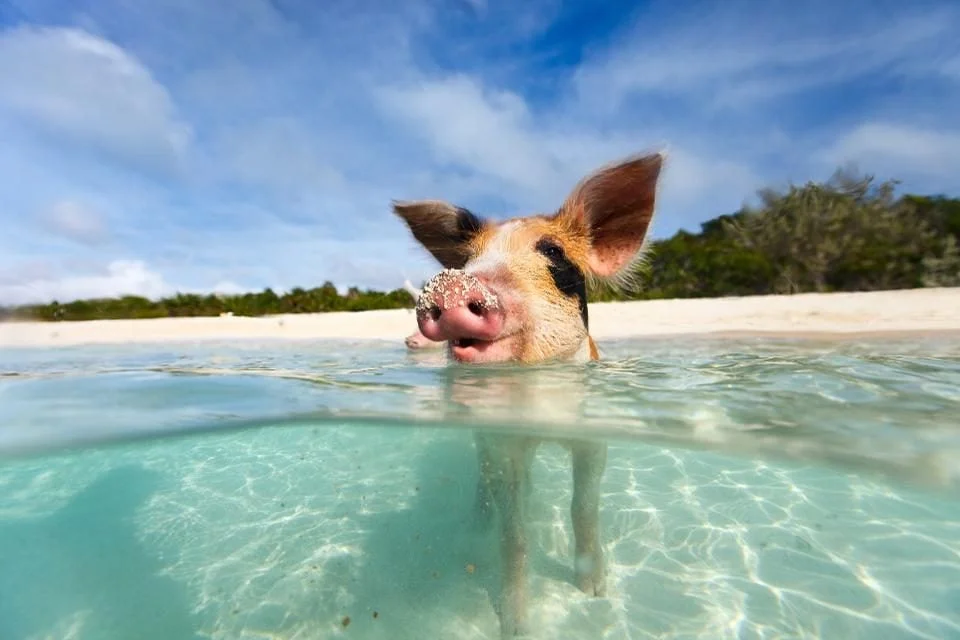 Pig Beach