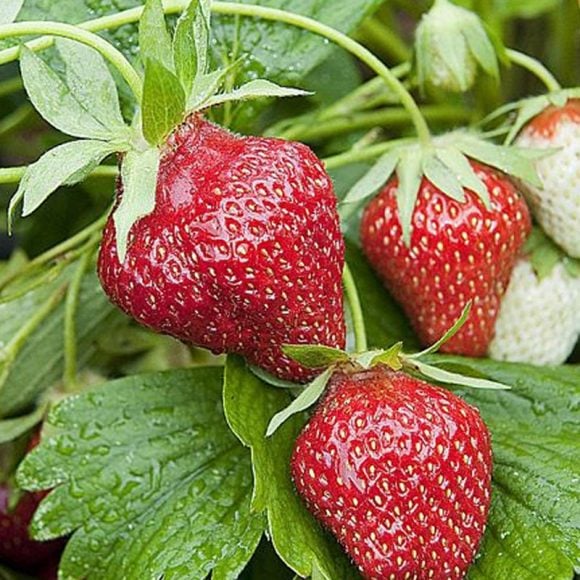 ogarden graines de fraise fresca bio