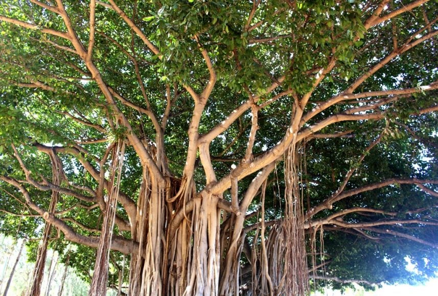 lgg banyan