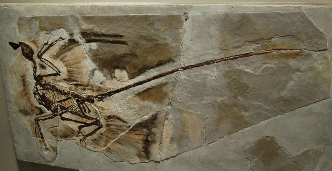 archeopteryx
