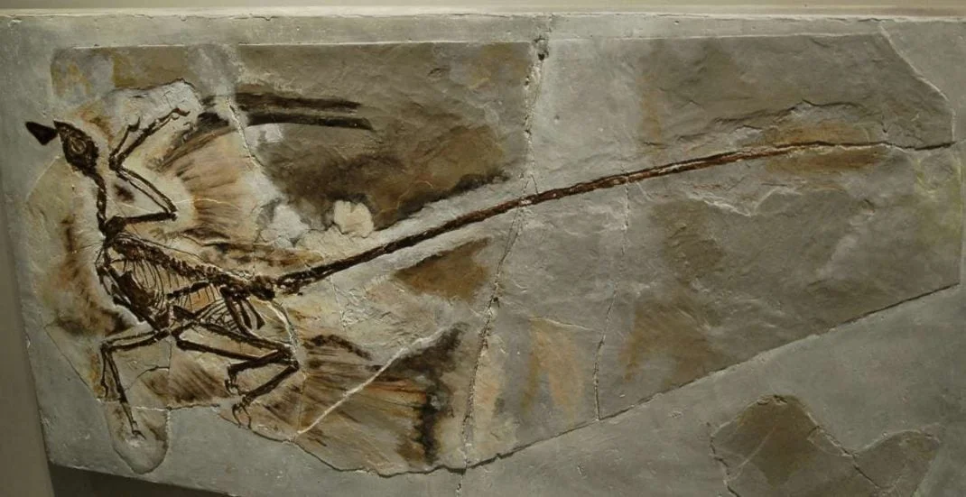 archeopteryx