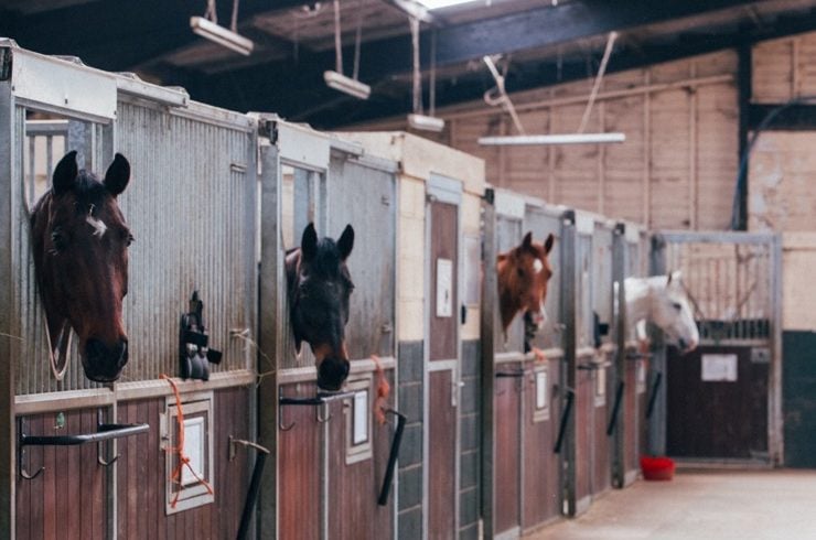 equestrian landing page header