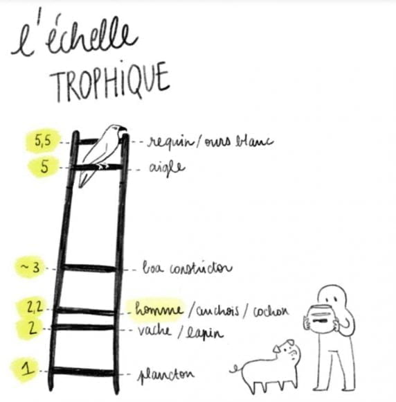 echelle trophique lamri