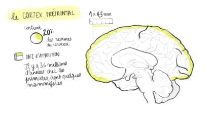 cortex prefrontal lamri