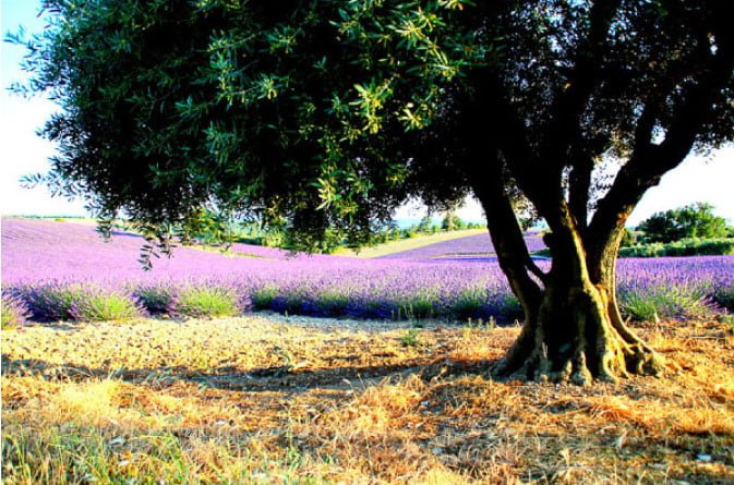 manosque 7