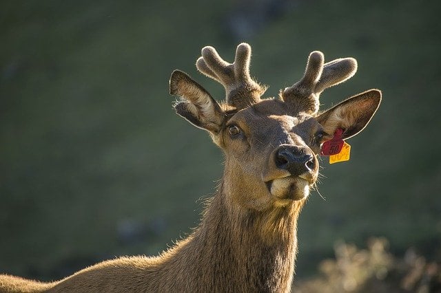 reindeer 4213845 640