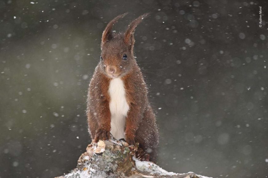 1 under the snow by audren morel france
