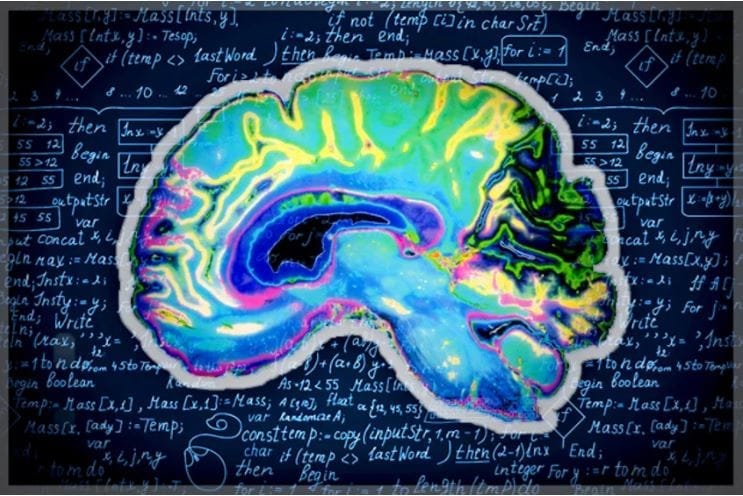 brain decision making