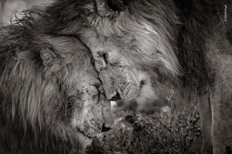 Bond of Brothers, David Lloyd, Nouvelle-Zélande