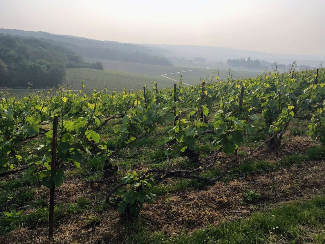 parcelle a ludes en champagne