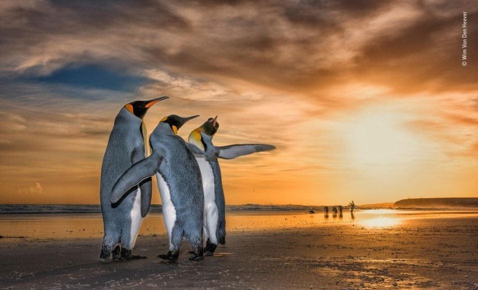 three kings wim van den heever afrique du sud