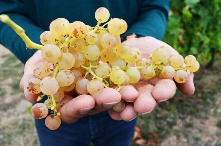 La Maison Bourgoin, Ou Le Domaine Qui Réinvente Le Cognac 4 https blogs images forbes com elvaramirez files 2019 04 grapes 1200x853