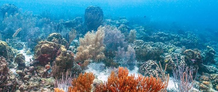 récifs coralliens