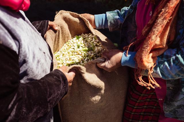 Cueillette fleurs d'oranger par les femmes