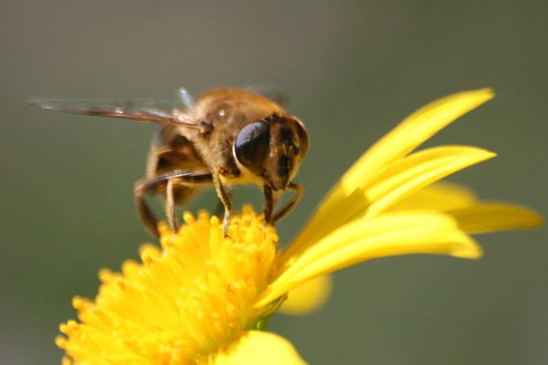 Les abeilles en déclin, la data comme sauveur ?