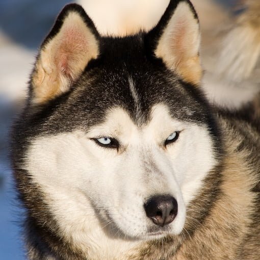 chien de traineau 2 jpg