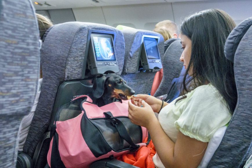 animaux accompagnement avion compagnie aérienne