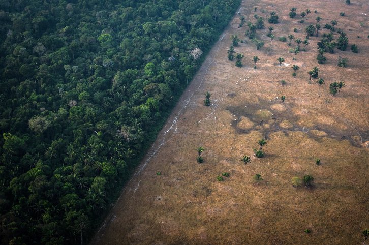 Deforestation Amazonienne Le Desastre Ecologique Continue Forbes France