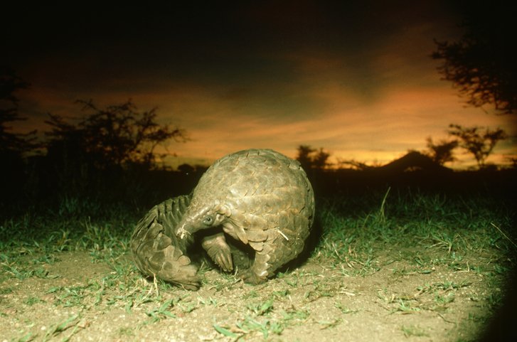 pangolins