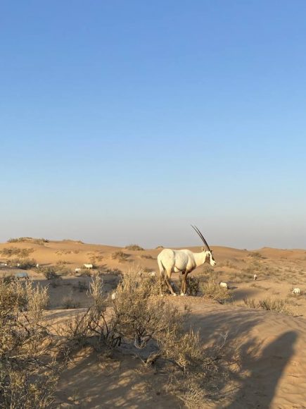 Onyx dans la Réserve naturelle du Désert de Dubaï