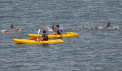 virginia beach kayak with dolphins credit virginiaorg