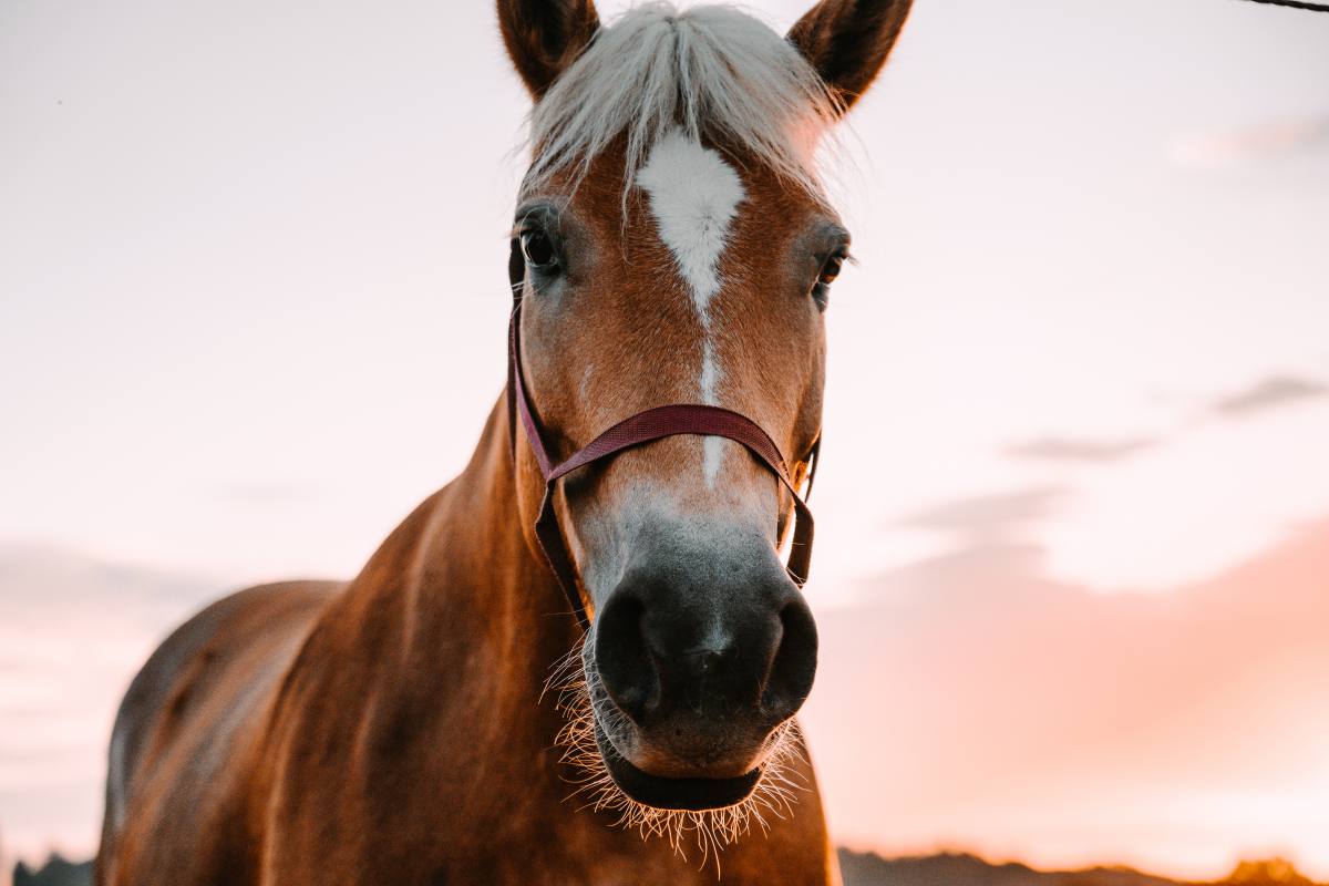 Chevaux de course: le rêve peut-il faire oublier le risque