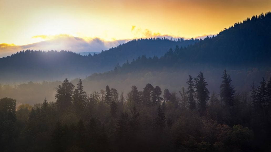 forêt noire