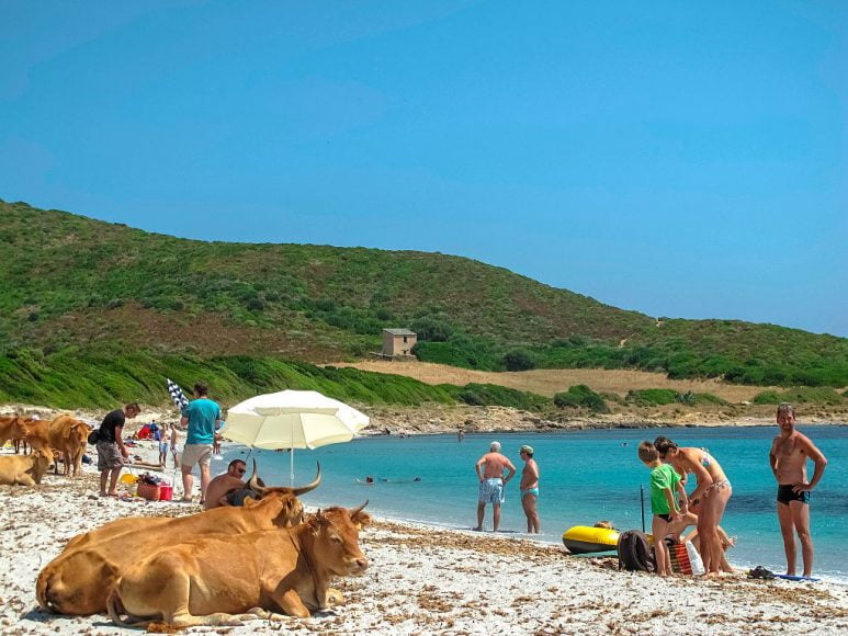 Des vaches sur le plage en Corse