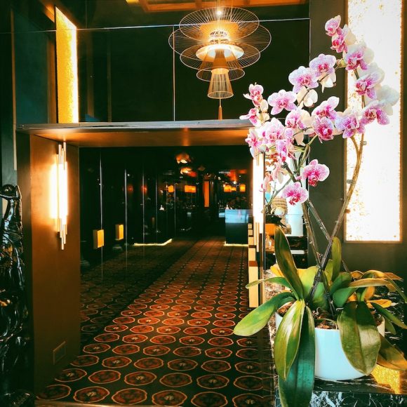entree ty orchidee