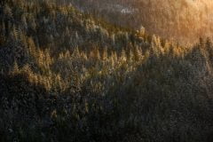 forêt