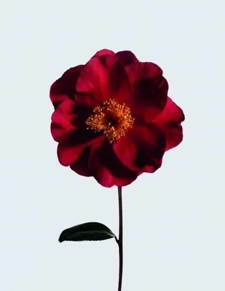 Saint-Valentin | en beauté, en gourmandise, en osmose ! 9 chanel so2021 00 0019 1 cmyktif jpeg haute definition hd