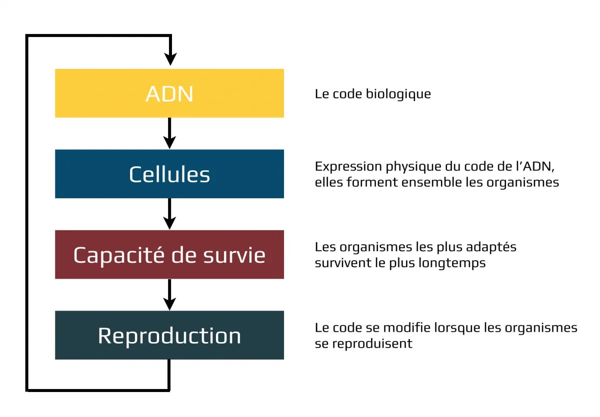 Management constitutionnel : genèse d’une définition 5 Système évolutionniste